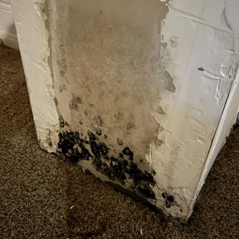 Professional Mold Removal in Katy, TX